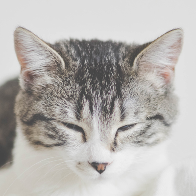 通過(guò)三級(jí)分銷模式，讓你的員工，好友客戶助力賣貨